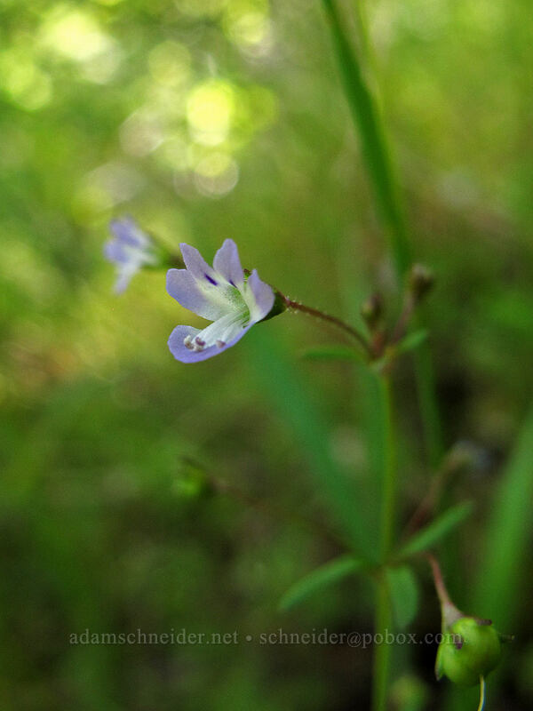 small-flowered tonella (Tonella tenella) [Swale Canyon, Klickitat County, Washington]