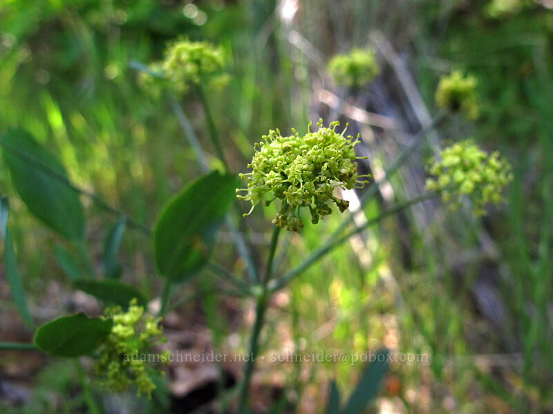 bare-stem desert parsley (Lomatium nudicaule) [Swale Canyon, Klickitat County, Washington]