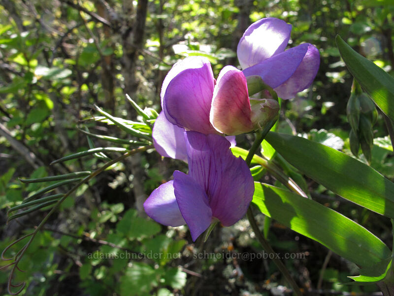 few-flowered pea-vine (Lathyrus pauciflorus) [Swale Canyon, Klickitat County, Washington]