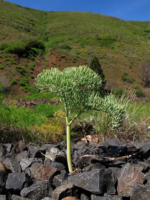 Columbia desert parsley leaves (Lomatium columbianum) [Klickitat Trail, Klickitat County, Washington]