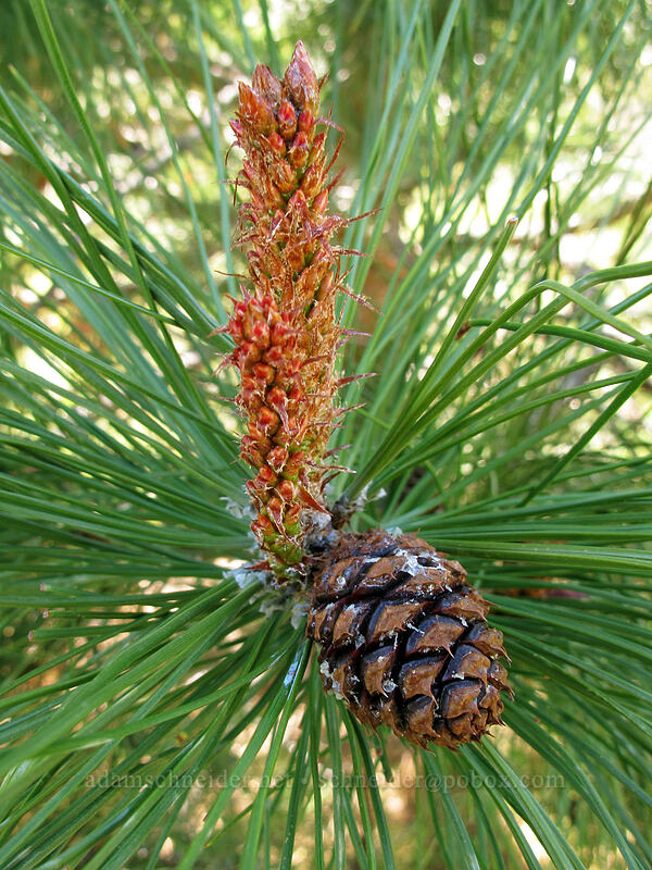 ponderosa pine flower & cone (Pinus ponderosa) [Klickitat Trail, Klickitat County, Washington]