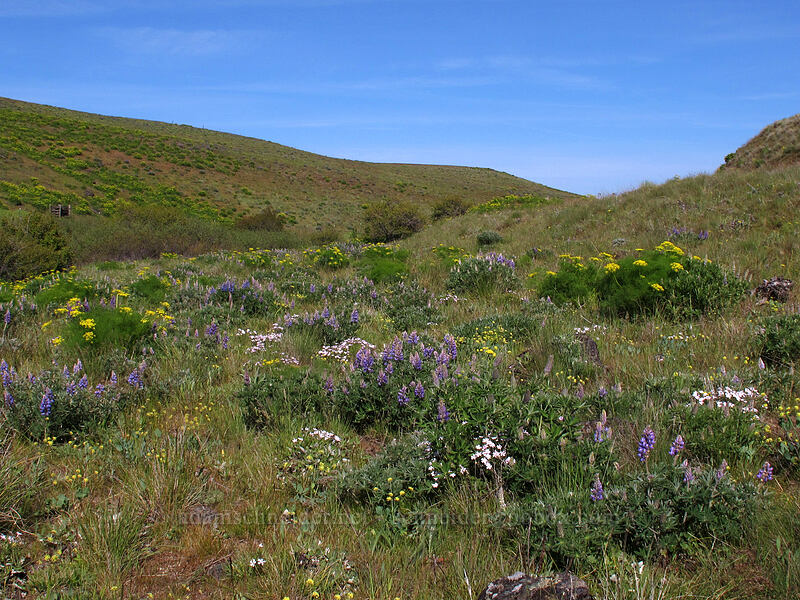 wildflowers (Lomatium klickitatense (Lomatium grayi), Lupinus sp., Phlox speciosa) [Klickitat Trail, Klickitat County, Washington]