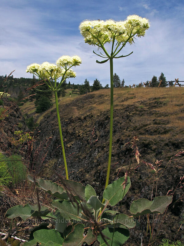 heart-leaf buckwheat (Eriogonum compositum) [Catherine Creek, Klickitat County, Washington]