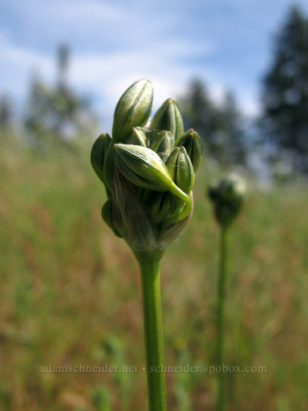 cluster lily (?), budding (Allium sp.) [Catherine Creek, Klickitat County, Washington]