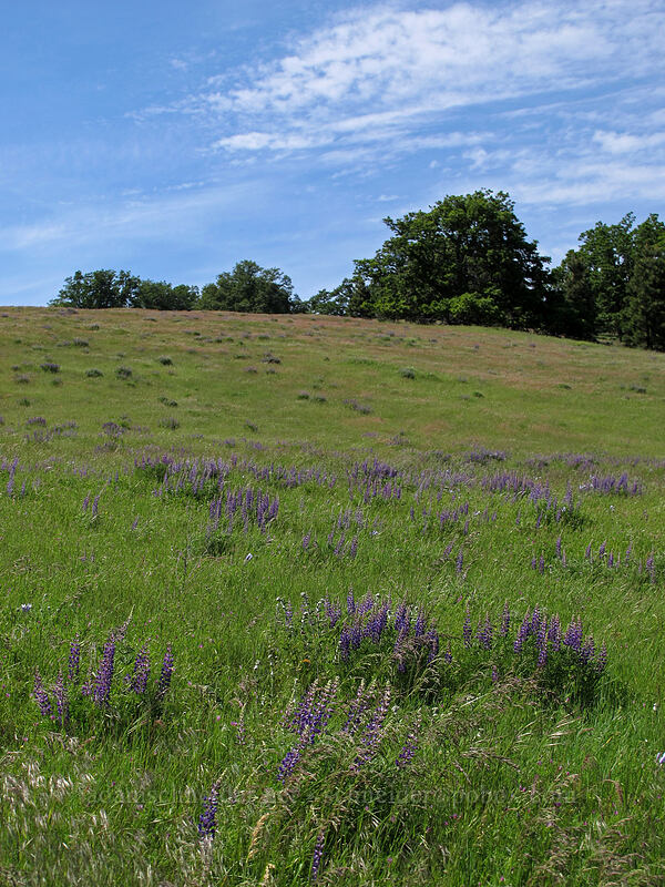 lupine meadow (Lupinus sp.) [Tracy Hill, Klickitat County, Washington]