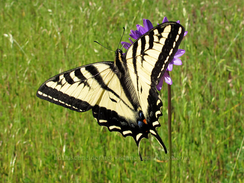 western tiger swallowtail butterfly (Papilio rutulus) [Tracy Hill, Klickitat County, Washington]