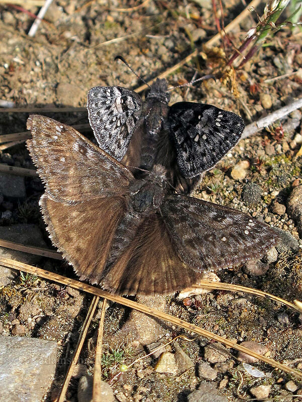 dusky-wing butterflies (Erynnis sp.) [Catherine Creek, Klickitat County, Washington]