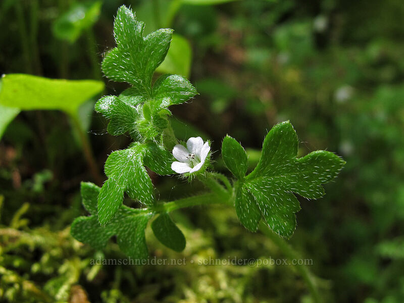 small-flowered nemophila (Nemophila parviflora) [Tenas Falls, Columbia River Gorge, Oregon]