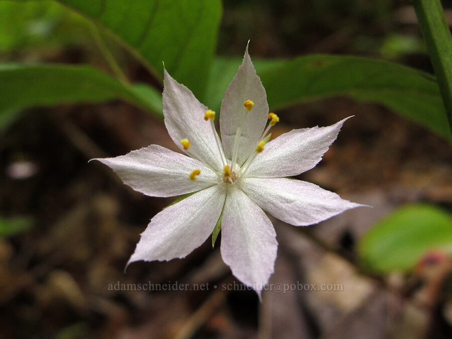 Pacific starflower (Lysimachia latifolia (Trientalis borealis ssp. latifolia)) [Elk Mountain Trail, Tillamook State Forest, Tillamook County, Oregon]