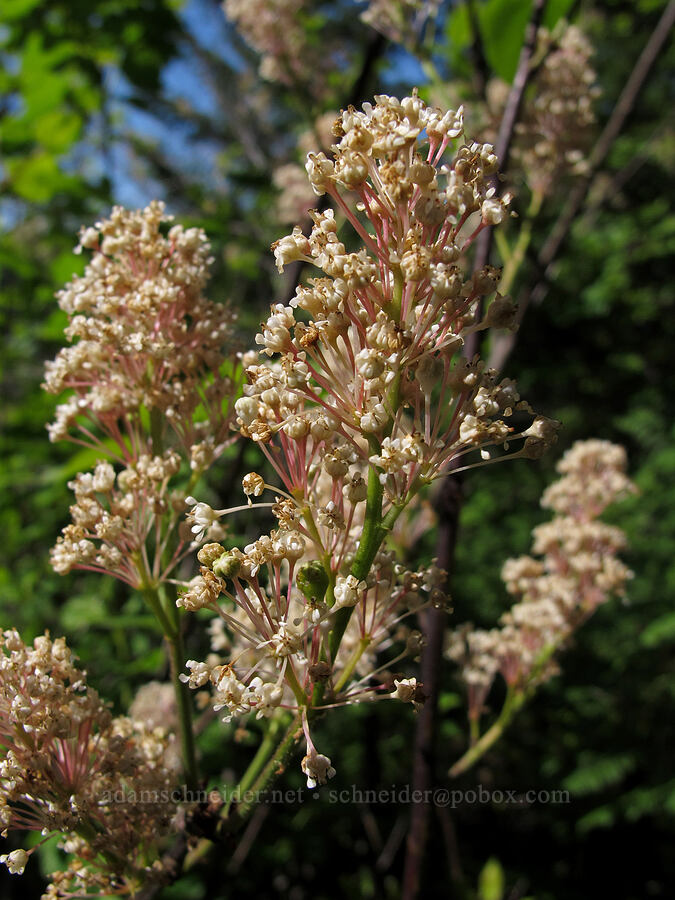 red-stem ceanothus (buck brush) (Ceanothus sanguineus) [Elk Mountain Trail, Tillamook State Forest, Tillamook County, Oregon]