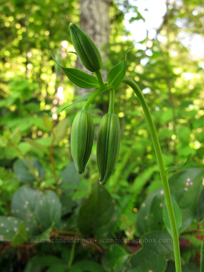 tiger lily buds (Lilium columbianum) [Elk Mountain Trail, Tillamook State Forest, Tillamook County, Oregon]