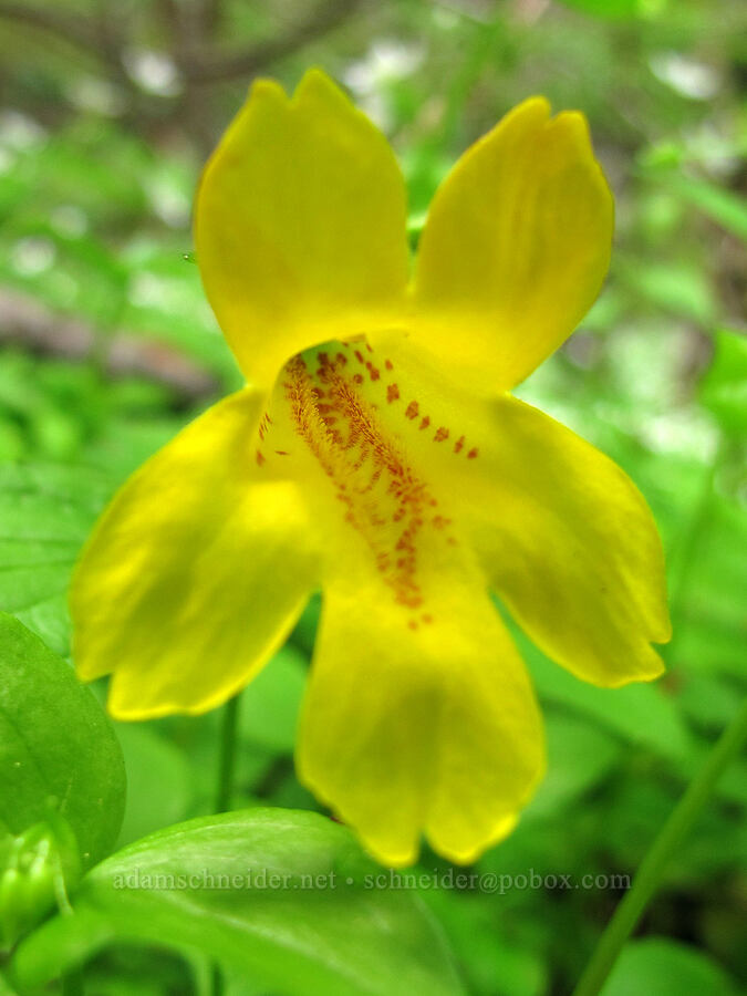 coast (tooth-leaved) monkeyflower (Erythranthe dentata (Mimulus dentatus)) [Elk Mountain Trail, Tillamook State Forest, Tillamook County, Oregon]