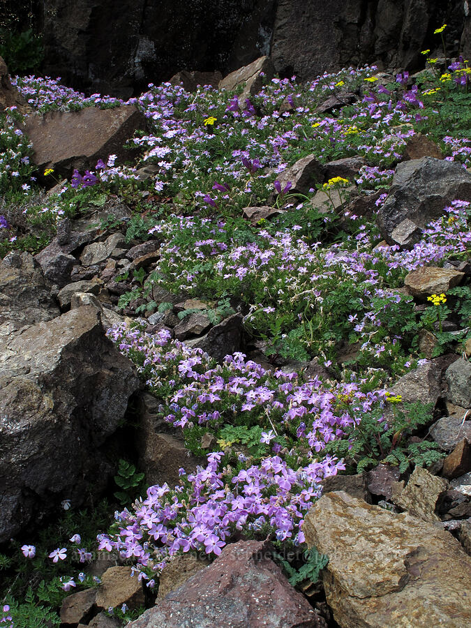 rock garden (mostly phlox) (Phlox diffusa, Lomatium martindalei, Penstemon cardwellii) [Kings Mountain Trail, Tillamook State Forest, Tillamook County, Oregon]