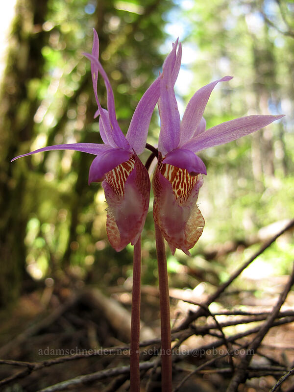 calypso orchids (Calypso bulbosa) [Horse Rock Ridge, Linn County, Oregon]