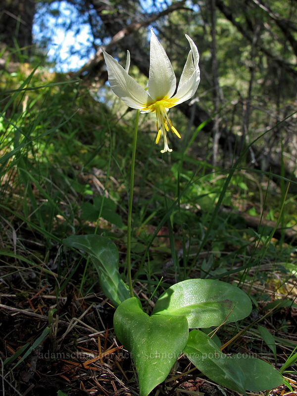 Oregon fawn lily (Erythronium oregonum) [Horse Rock Ridge, Linn County, Oregon]
