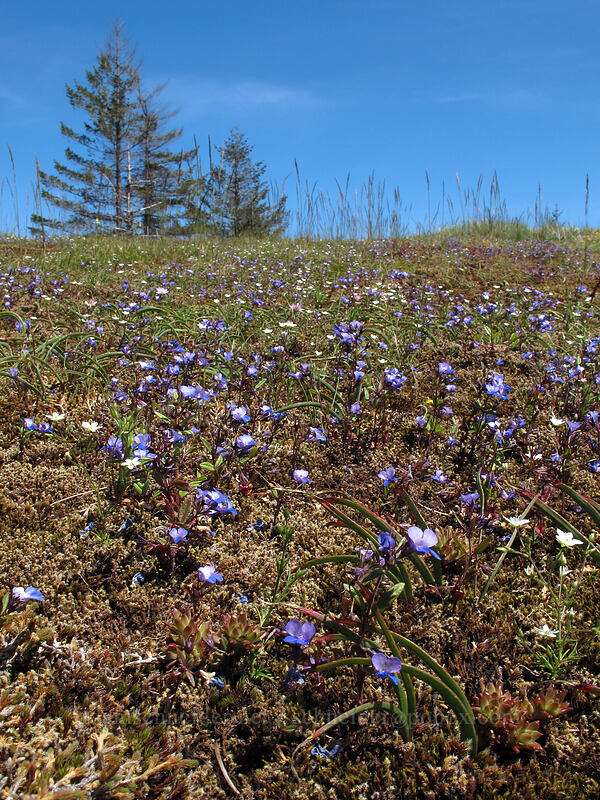 blue-eyed mary (Collinsia sp.) [Horse Rock Ridge, Linn County, Oregon]