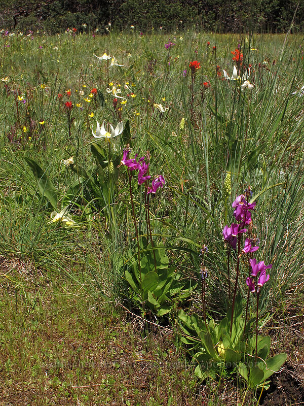 wildflowers (Erythronium oregonum, Castilleja hispida, Ranunculus occidentalis) [Horse Rock Ridge, Linn County, Oregon]