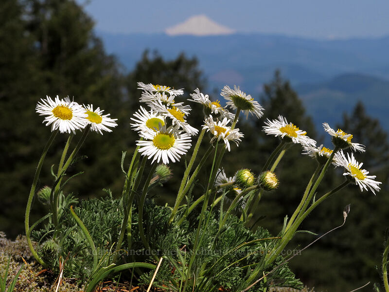 cut-leaf daisies & Mt. Jefferson (Erigeron compositus) [Horse Rock Ridge, Linn County, Oregon]