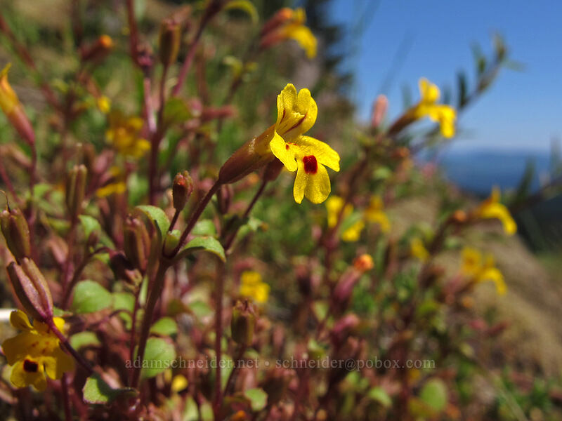 chickweed monkeyflower (Erythranthe alsinoides (Mimulus alsinoides)) [Horse Rock Ridge, Linn County, Oregon]