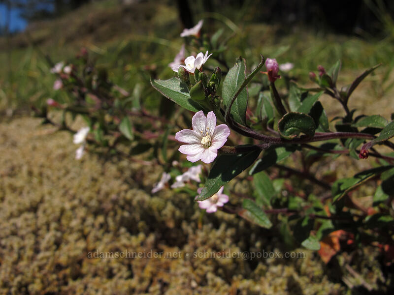 small-flowered willow-herb (Epilobium minutum) [Horse Rock Ridge, Linn County, Oregon]