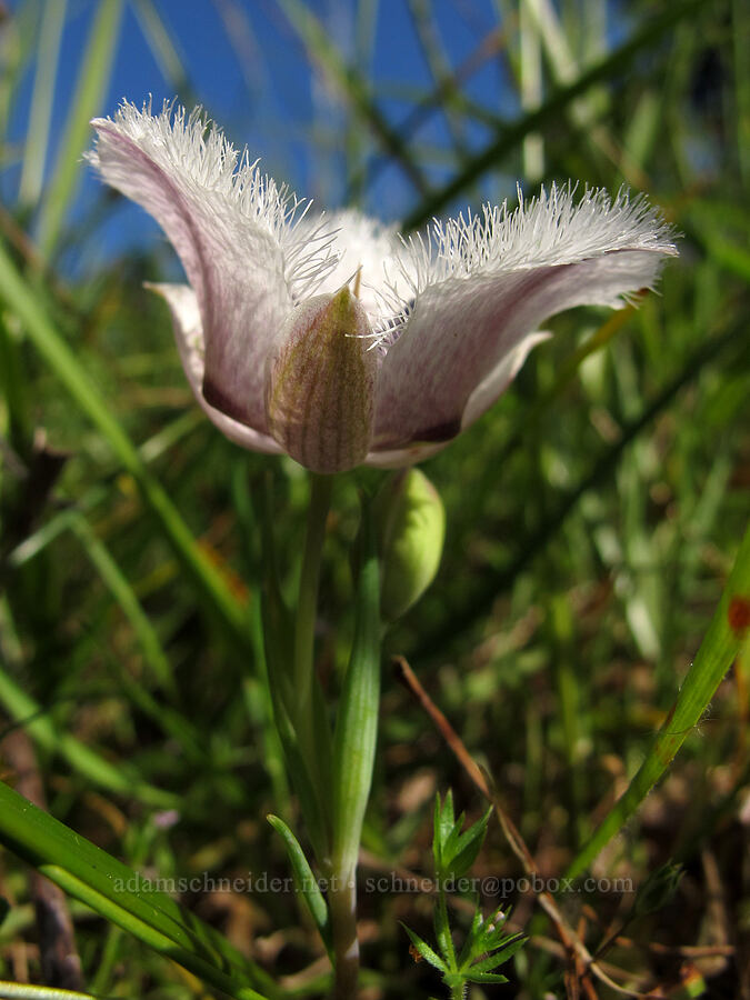 Tolmie's mariposa lily (Calochortus tolmiei) [Mount Pisgah Arboretum, Lane County, Oregon]