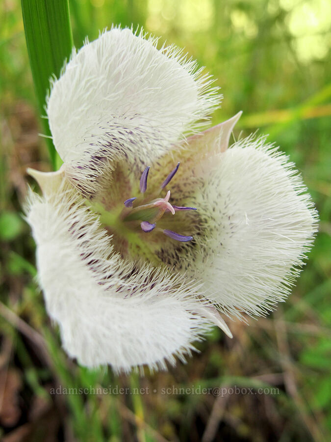 Tolmie's mariposa lily (Calochortus tolmiei) [Mount Pisgah, Lane County, Oregon]