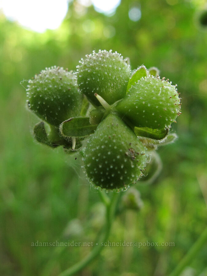 Pacific houndstongue seeds (Adelinia grandis (Cynoglossum grande)) [Mount Pisgah, Lane County, Oregon]