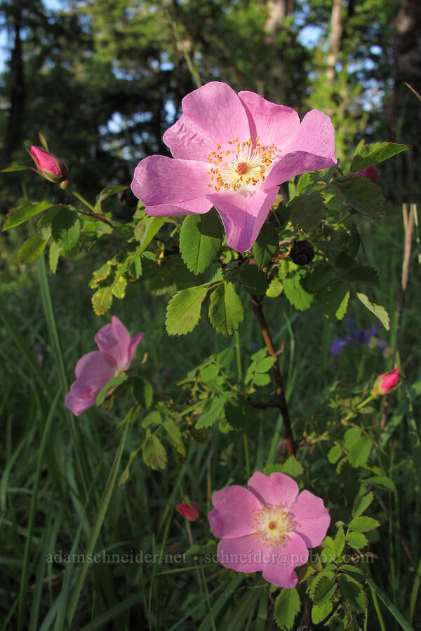 wild rose [Mount Pisgah, Lane County, Oregon]