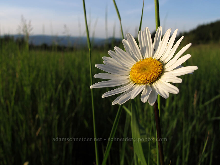 ox-eye daisy (Chrysanthemum leucanthemum (Leucanthemum vulgare)) [Mount Pisgah, Lane County, Oregon]