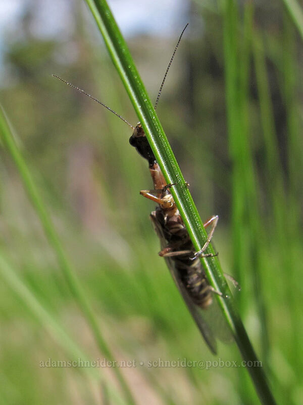 snakefly (Agulla sp.) [Pacific Crest Trail, Mokelumne Wilderness, Alpine County, California]