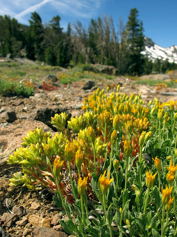 stemless mock goldenweed & lance-leaved stonecrop (Stenotus acaulis, Sedum lanceolatum) [Frog Lake, Mokelumne Wilderness, Alpine County, California]