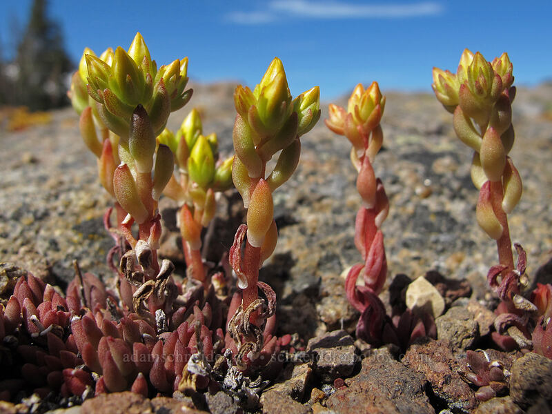 lance-leaved stonecrop (Sedum lanceolatum) [Frog Lake, Mokelumne Wilderness, Alpine County, California]