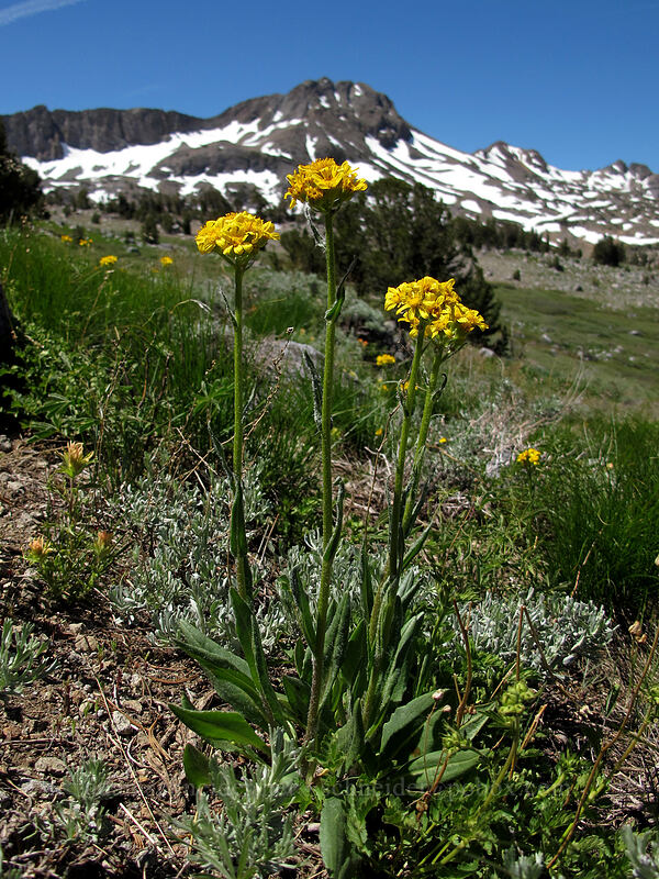 groundsel & Round Top (Senecio integerrimus) [Carson Pass-Winnemucca Lake Trail, Mokelumne Wilderness, Alpine County, California]