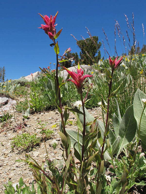 scarlet paintbrush, magenta-flowered (Castilleja miniata) [Carson Pass-Winnemucca Lake Trail, Mokelumne Wilderness, Alpine County, California]