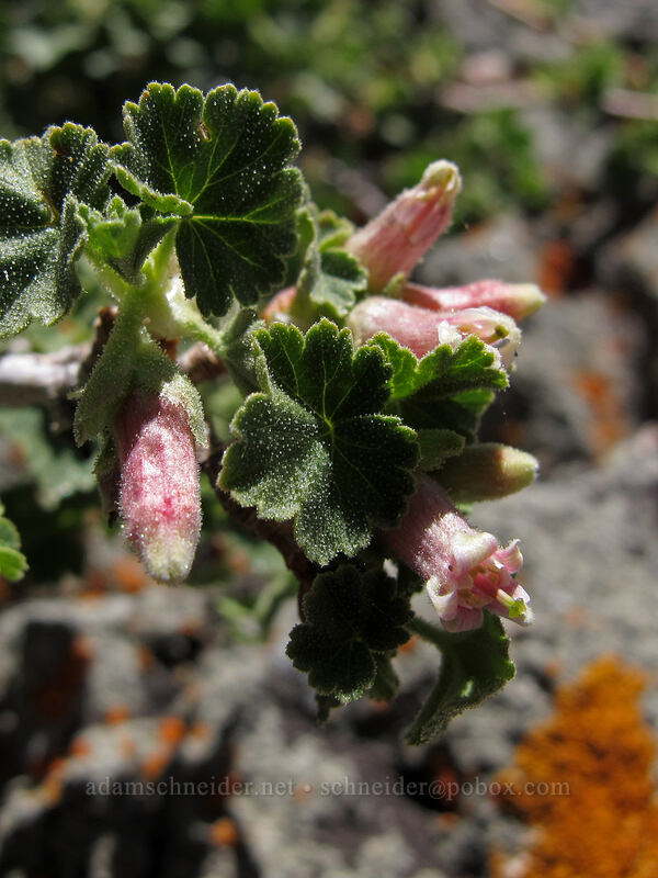 wax currant (Ribes cereum) [Round Top, Mokelumne Wilderness, Alpine County, California]