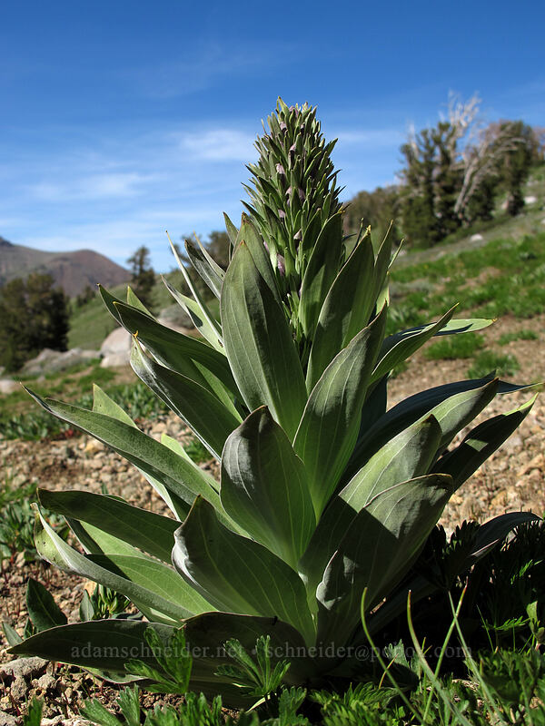 monument plant, budding (Frasera speciosa) [Woods Lake-Winnemucca Lake Trail, Mokelumne Wilderness, Alpine County, California]