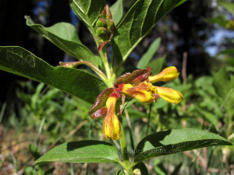 twinberry flowers (Lonicera involucrata) [Woods Lake Trailhead, Eldorado National Forest, Alpine County, California]