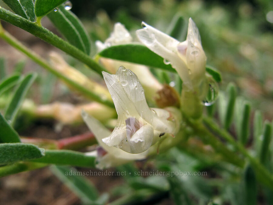 Bolander's milk-vetch (Astragalus bolanderi) [Tamarack Trail, Desolation Wilderness, El Dorado County, California]