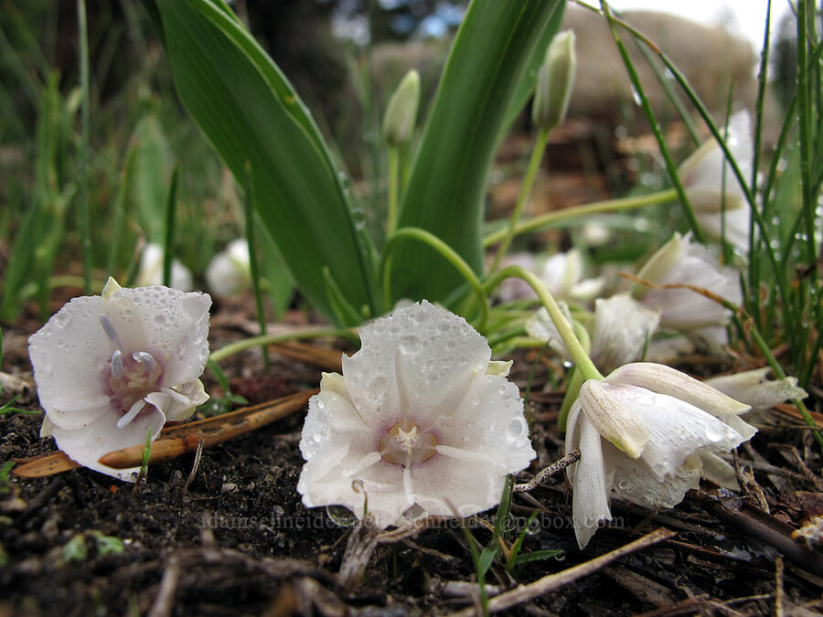 Sierra mariposa lily (Calochortus minimus) [Pacific Crest Trail, Desolation Wilderness, El Dorado County, California]