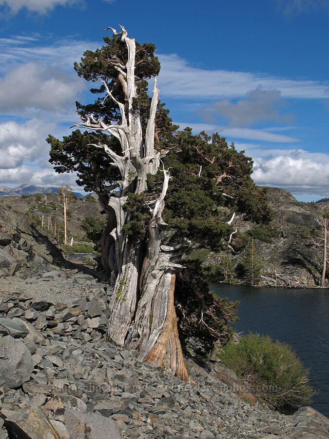 very old juniper (Juniperus occidentalis) [Pacific Crest Trail, Desolation Wilderness, El Dorado County, California]