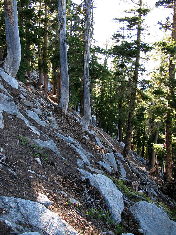 steep slope [Maggie's Peak South, Desolation Wilderness, El Dorado County, California]