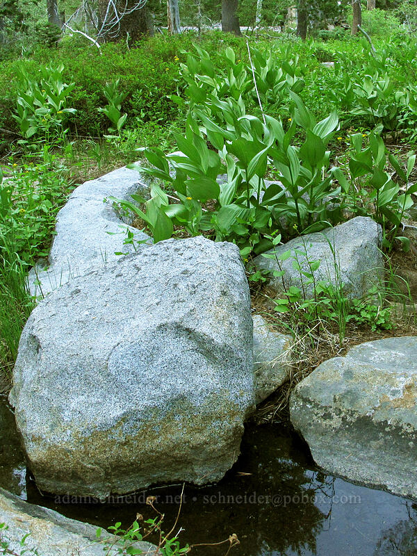 California corn lily & granite boulders (Veratrum californicum) [Bayview Trail, Desolation Wilderness, El Dorado County, California]