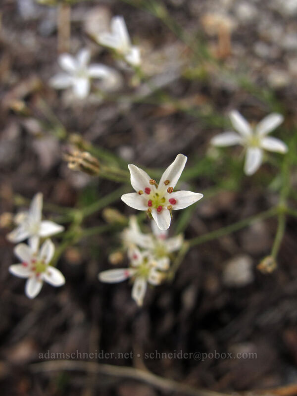 King's smooth sandwort (Eremogone kingii var. glabrescens (Arenaria kingii var. glabrescens)) [Ebbetts Pass, Toiyabe National Forest, Alpine County, California]