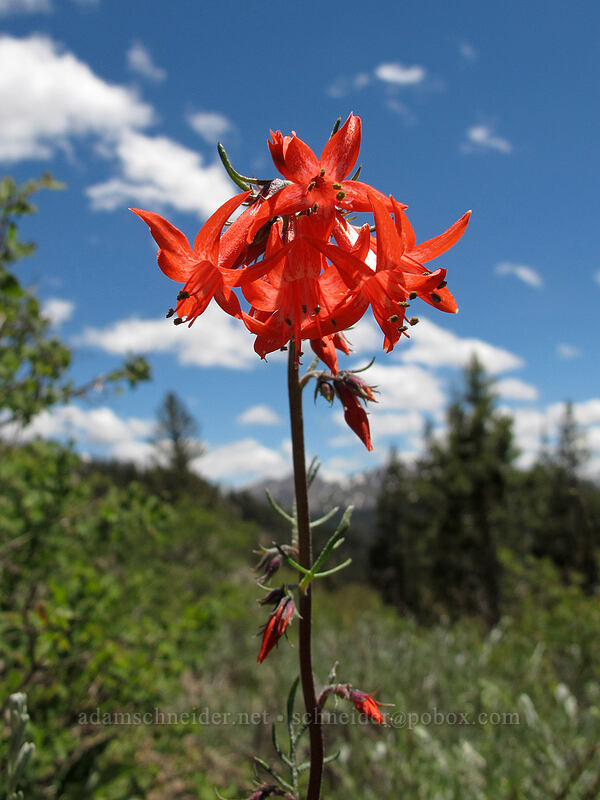 scarlet gilia (Ipomopsis aggregata) [Ebbetts Pass, Toiyabe National Forest, Alpine County, California]