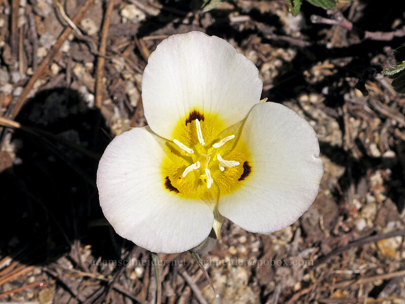 Leichtlin's mariposa lily (Calochortus leichtlinii) [Ebbetts Pass, Toiyabe National Forest, Alpine County, California]