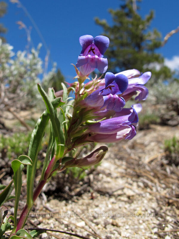 showy penstemon (Penstemon speciosus) [Ebbetts Pass, Toiyabe National Forest, Alpine County, California]