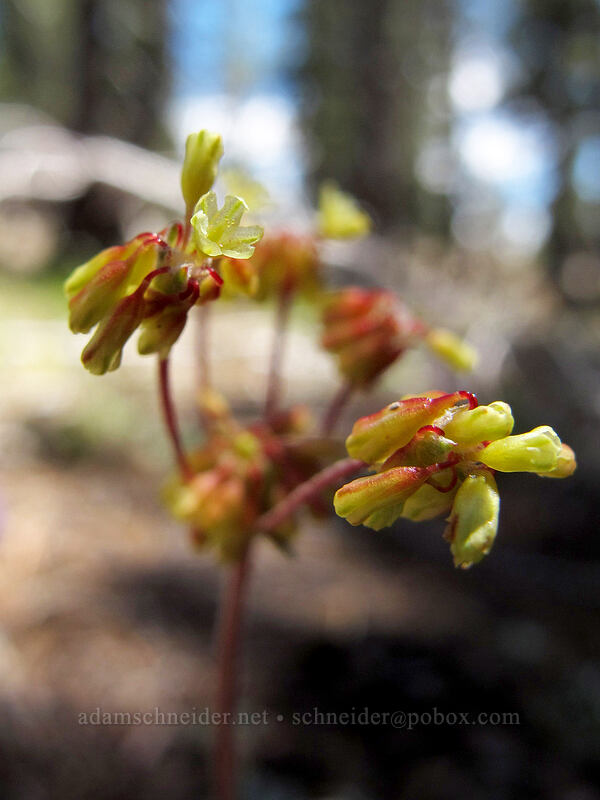 marum-leaved buckwheat (Eriogonum marifolium) [Ebbetts Pass, Toiyabe National Forest, Alpine County, California]