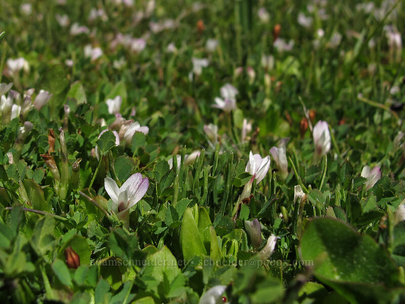 carpet clover (Trifolium monanthum ssp. parvum) [Bloomfield Meadow, Toiyabe National Forest, Alpine County, California]