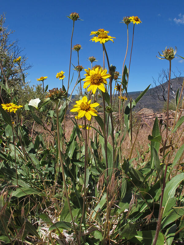 Sierra sunflowers (Helianthella californica var. nevadensis) [Hat Creek Rim Overlook, Lassen National Forest, Shasta County, California]