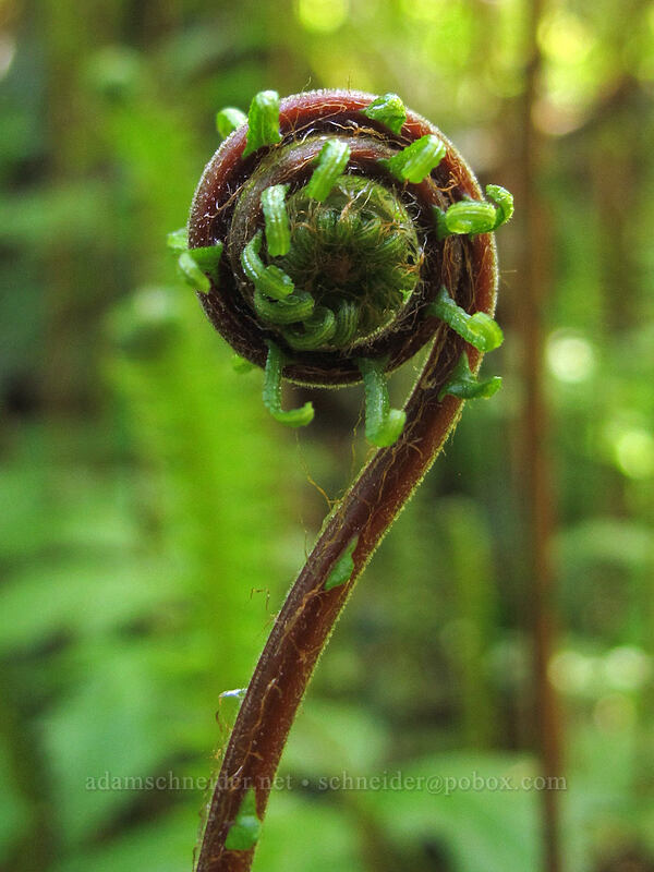 deer fern fiddlehead (Blechnum spicant) [Kopetski Trail, Opal Creek Scenic Recreation Area, Marion County, Oregon]